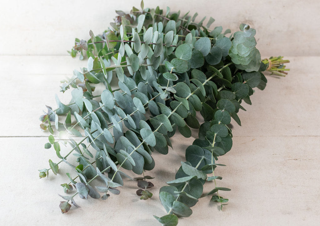 Sea Green Eucalyptus Herb Seeds for Planting – Heirloom, Non-GMO Container-Friendly Aromatic Garden Seeds