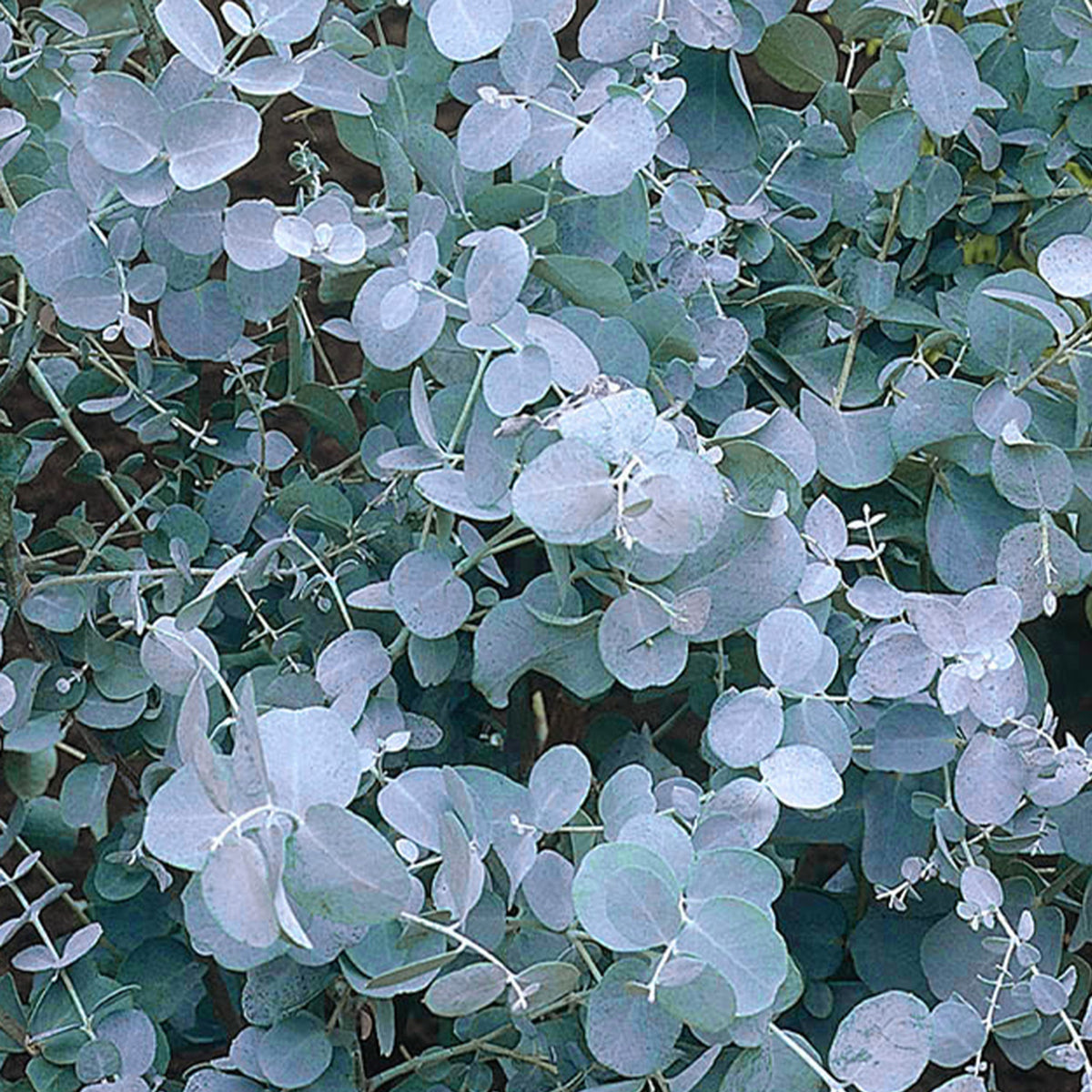 Sea Green Eucalyptus Herb Seeds for Planting – Heirloom, Non-GMO Container-Friendly Aromatic Garden Seeds