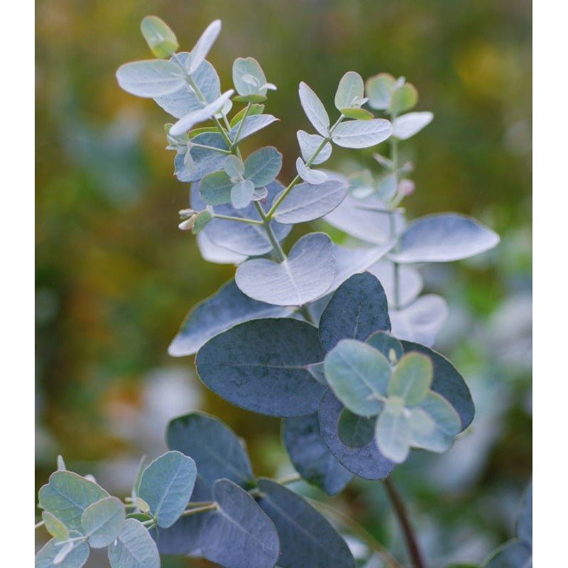 Sea Blue Eucalyptus Gunnii Flower Seeds for Planting – Heirloom, Non-GMO, High Germination Seeds