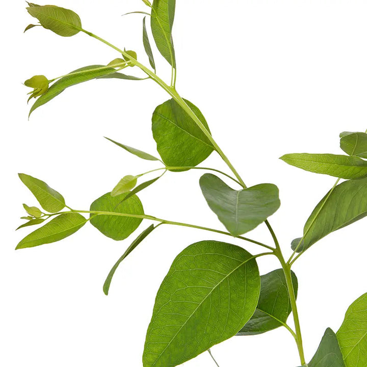 Herb Seeds,Garden seeds, Seeds For Planting,Plant Seeds