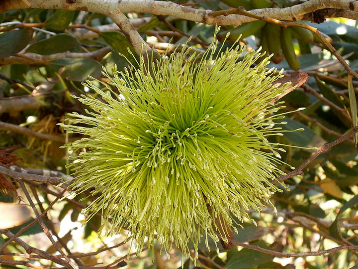 Eucalyptus Lehmannii Flower Seeds for Planting – Heirloom Non-GMO, High Germination Organic Garden Seeds