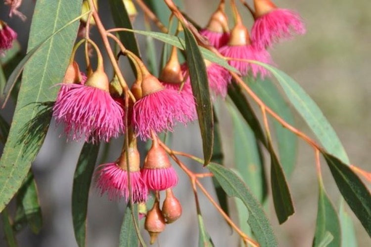 Pink Eucalyptus Sideroxylon Herb Seeds for Planting – Heirloom, Non-GMO Seeds for Indoor & Outdoor Gardens