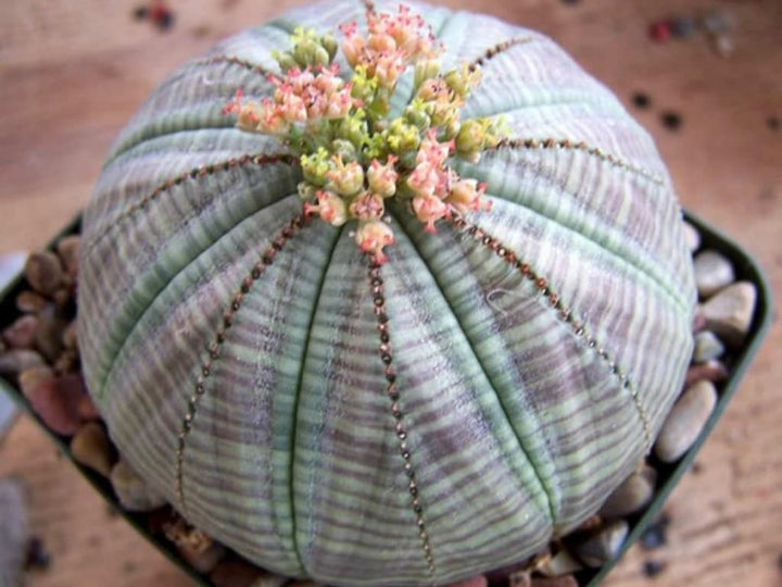 Flower Seeds, Seeds,Seeds For Planting,Plant Seeds