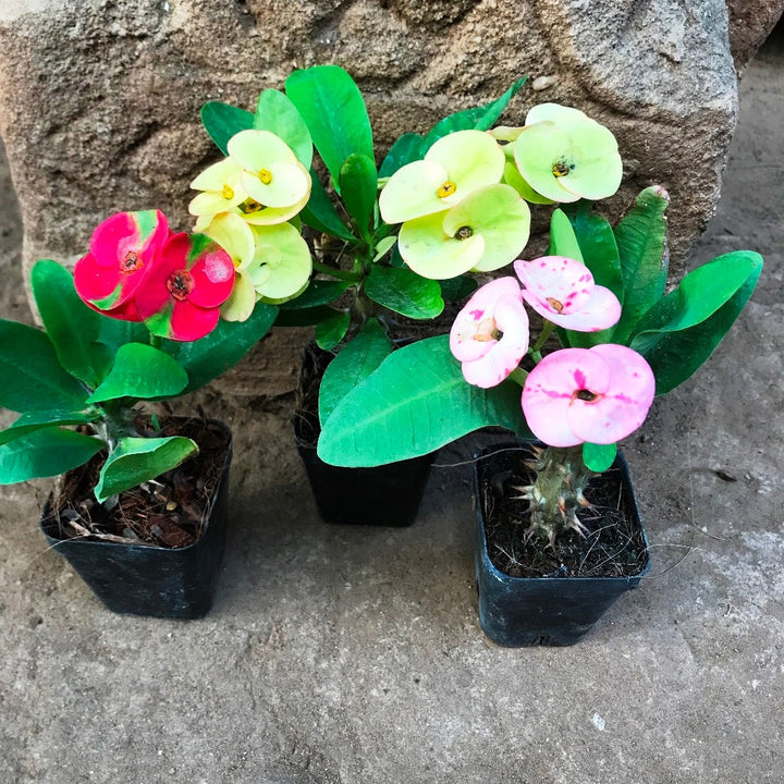 Mixed Crown of Thorns Flower Seeds for Planting – Heirloom Non-GMO, High Germination Organic Garden Seeds