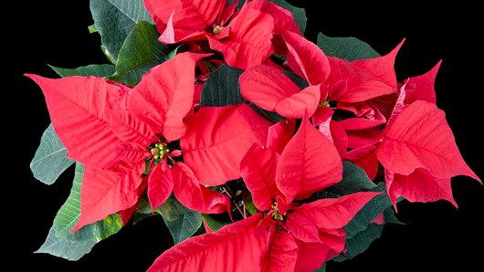 Euphorbia Pulcherrima Flower Seeds for Planting – Heirloom Non-GMO, High Germination Organic Garden Seeds
