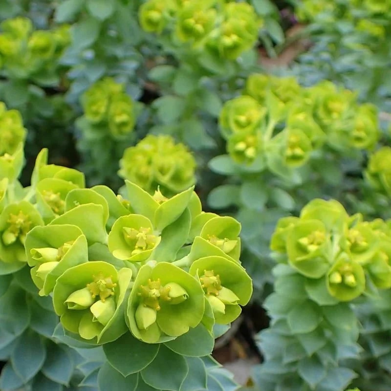 Green Euphorbia Myrsinites Flower Seeds for Planting – Heirloom, Non-GMO, High Germination Organic Garden Seeds