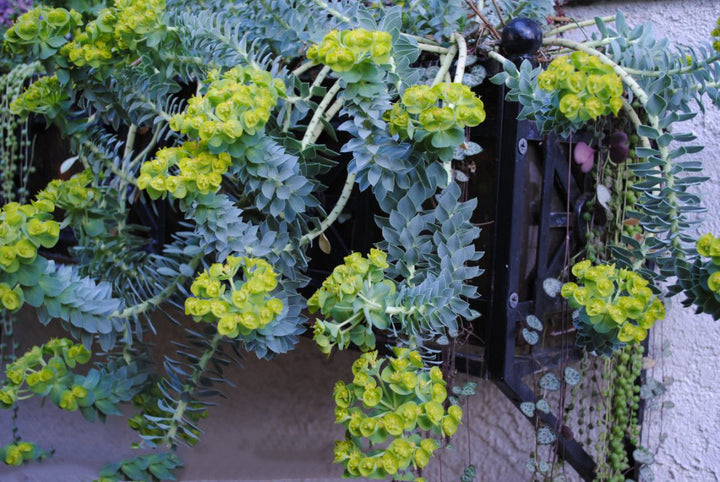 Blue Euphorbia Flower Seeds for Planting – Drought Tolerant, Heirloom, Non-GMO, High Germination Organic Garden Seeds