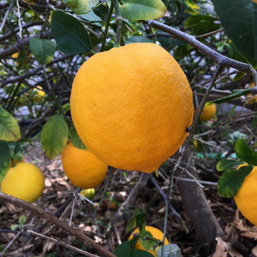 Pink Eureka Lemon Fruit Seeds for Planting – Heirloom, Non-GMO, Zesty Variegated Citrus Garden Seeds