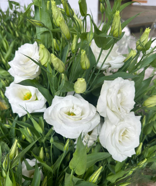 Eustomia Flower Seeds for Planting – Perfect for Borders, Heirloom Non-GMO, High Germination Organic Garden Seeds