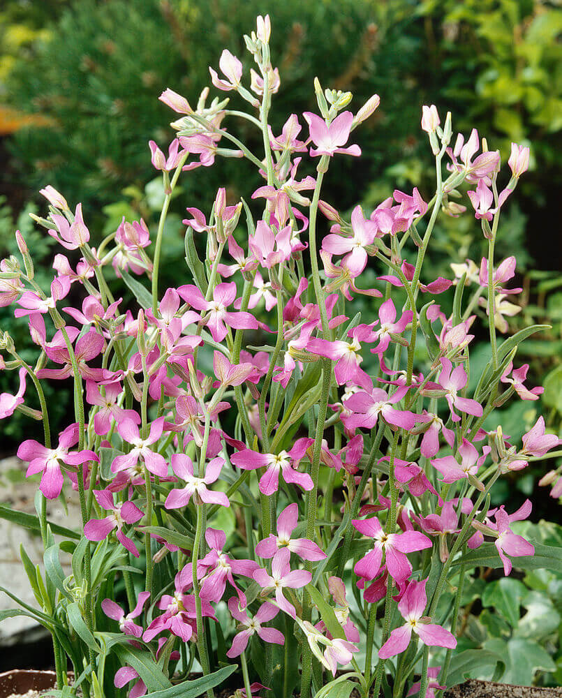 Light Pink Evening-Scented Flower Seeds for Planting – Heirloom, Non-GMO, High Germination Garden Seeds