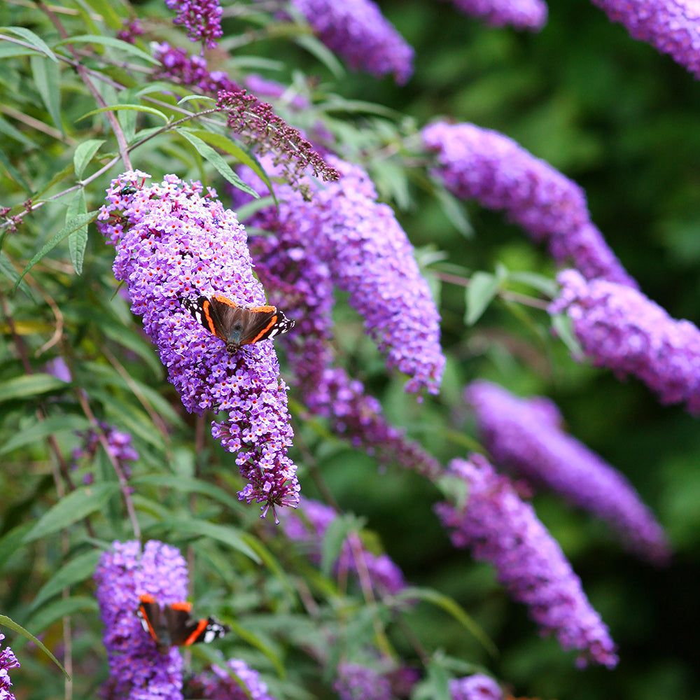 Cream Buddleia Flower Seeds for Planting – Butterfly Bush Seeds for Vibrant Blooms