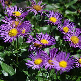 Purple Yellow Erigeron Flower Seeds for Planting – Heirloom Non-GMO, High Germination Organic Garden Seeds