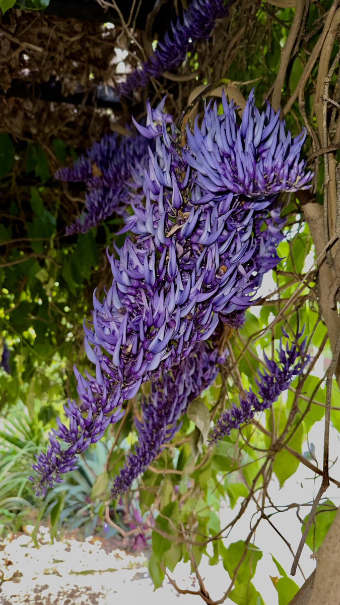 Purple Strongylodon Flower Seeds – Compact Growth, Heirloom &amp; Non-GMO Seeds for Home Garden