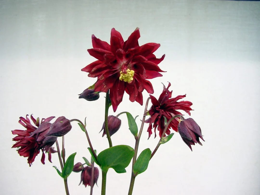 Burgundy Columbine Flower Seeds for Planting – Heirloom, Non-GMO, Bright Blooms, High Germination