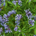 Blue Woodruff Flower Seeds for Planting – Heirloom, Non-GMO, High Germination Organic Garden Seeds