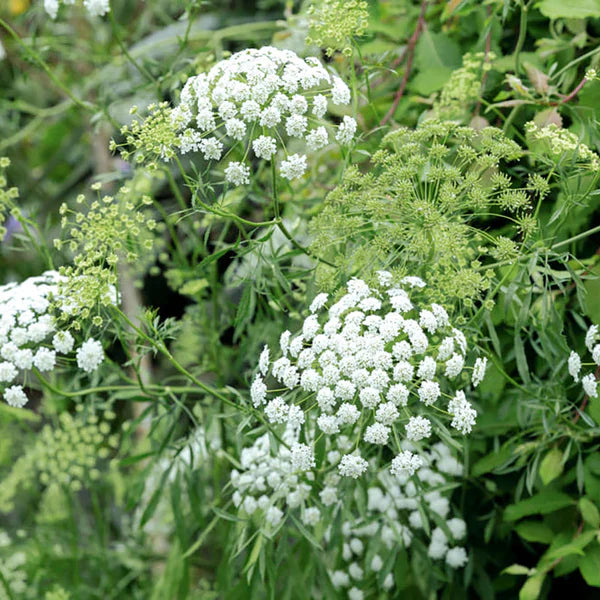 Ammi Majus Flower Seeds for Planting – Easy to Grow, Heirloom, Non-GMO, High Germination Organic Garden Seeds