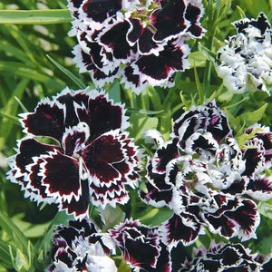 Flower Seeds, Seeds,Seeds For Planting,Plant Seeds