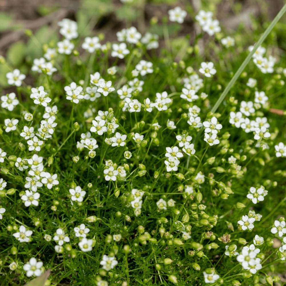 White Sagina Subulata Flower Seeds for Planting – Low-Growing Ground Cover