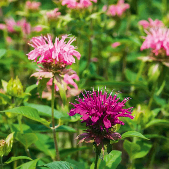 Mixed Monarda Didyma Flower Seeds for Planting – Heirloom Non-GMO, High Germination Organic Garden Seeds