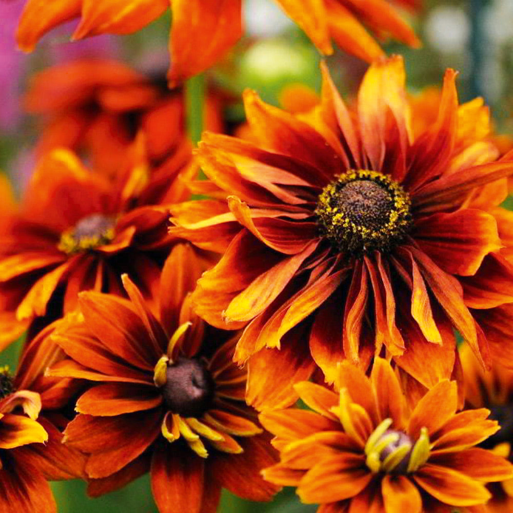 Orange Rudbeckia Flower Seeds for Planting – Heirloom, Non-GMO, Organic Garden Seeds, High Germination