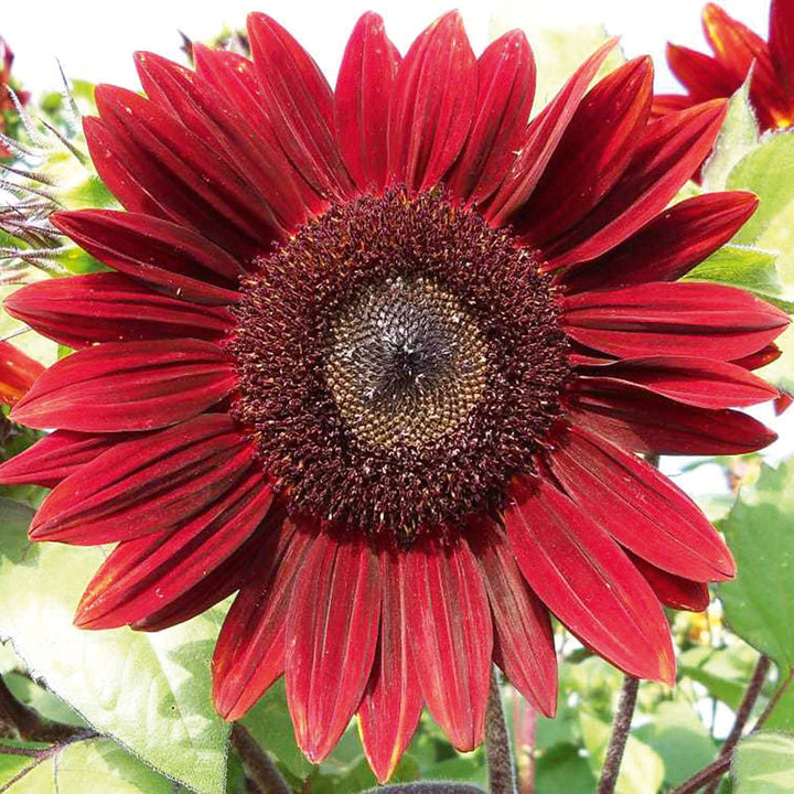 Flower Seeds, Seeds,Seeds For Planting,Plant Seeds