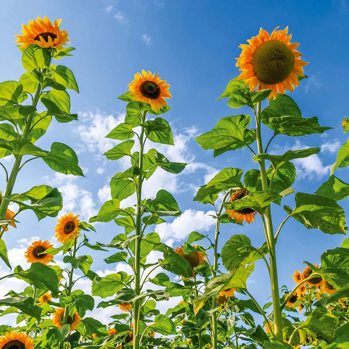 Skyscraper SunFlower Seeds for Planting – Heirloom, Non-GMO, High Germination Organic Garden Seeds