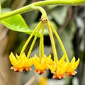 Hoya Carnosa Flower Seeds for Planting – Heirloom, Non-GMO, High Germination Organic Garden Seeds