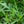 Wild Rocket Selvatica Herb Seeds – Heirloom, Non-GMO Seeds for Reliable Garden Yield Planting