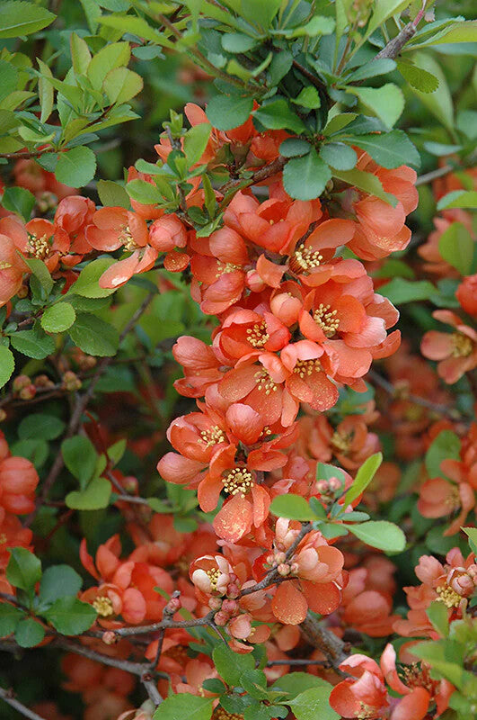 Orange Chaenomeles Flower Seeds for Planting – Heirloom Non-GMO, High Germination Organic Garden Seeds