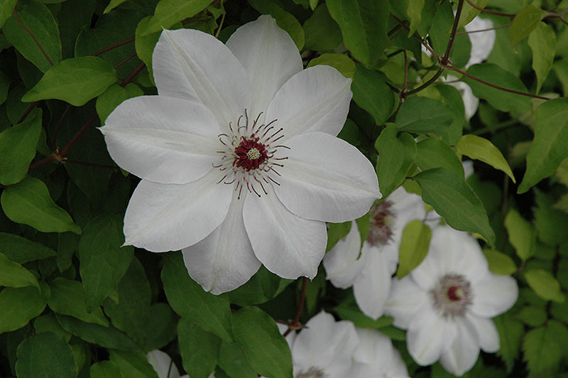 Brown White Clematis Flower Seeds for Planting – Wildflower Mix, Heirloom, Non-GMO Home Garden