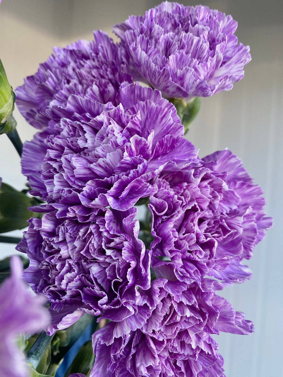 Violet Carnation Flower Seeds for Planting – Heirloom, Non-GMO, High Germination Organic Garden Seeds