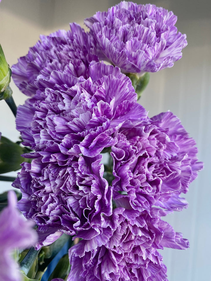Violet Carnation Flower Seeds for Planting – Heirloom, Non-GMO, High Germination Organic Garden Seeds