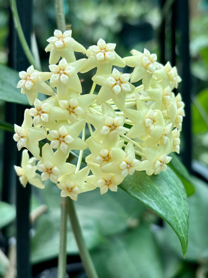 Mint Green Hoya Carnosa Flower Seeds – Heirloom Non-GMO Seeds for Planting, Pollinator Friendly