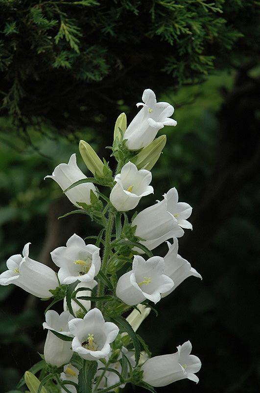 White Canterbury Bells Flower Seeds for Planting – Heirloom, Non-GMO, Vibrant Colors, High Germination