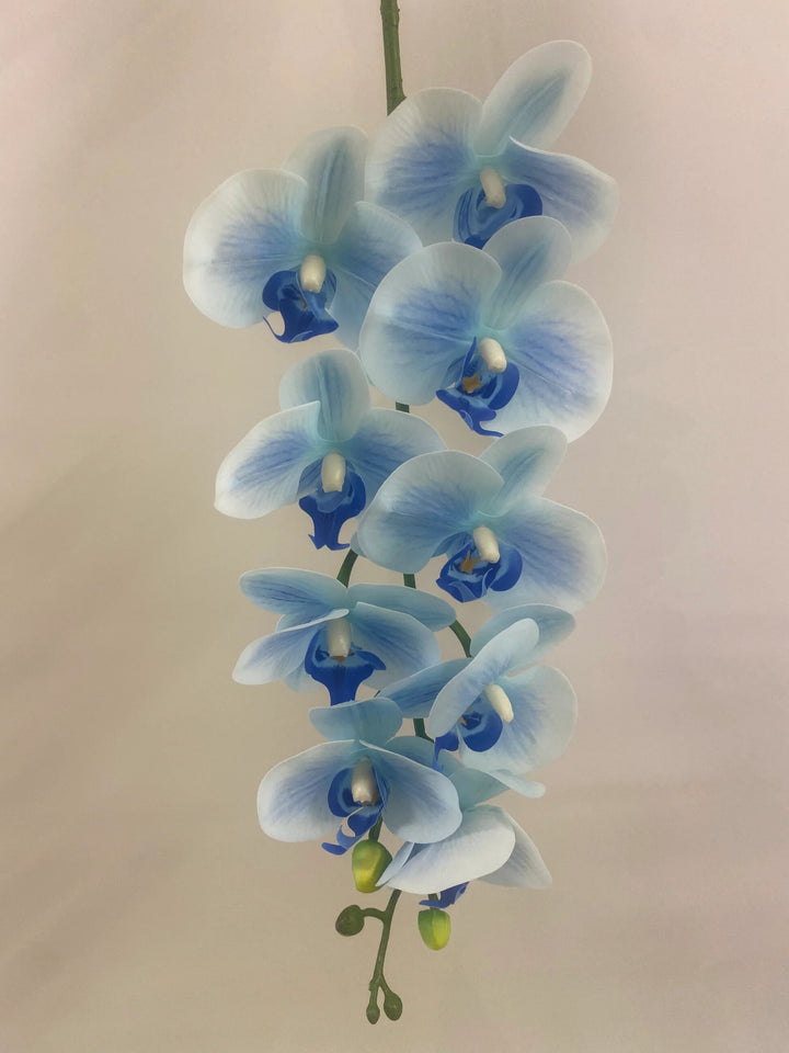 Sky Blue Orchid Flower Seeds for Planting – Heirloom Non-GMO, High Germination Organic Garden Seeds