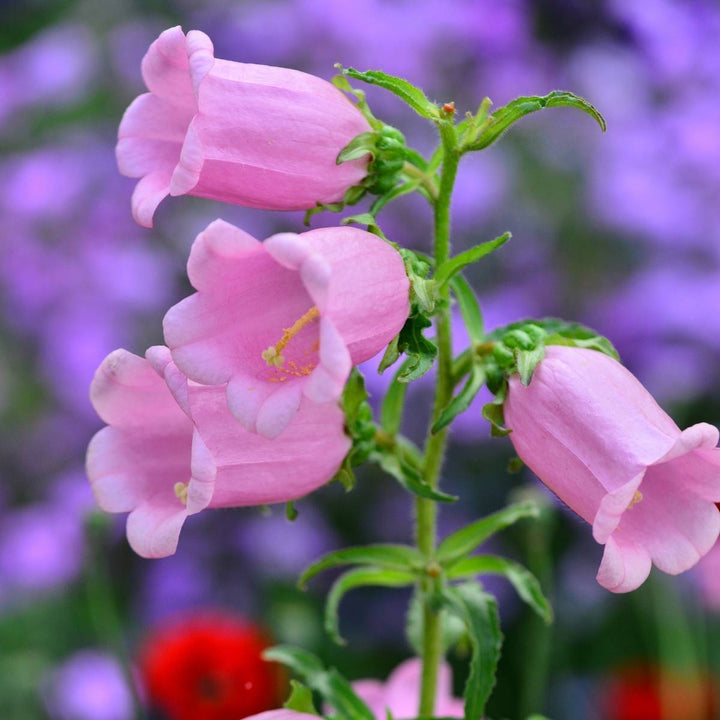 Light Pink Canterbury Bells Flower seeds for Planting – Hardy Variety, Heirloom & Non-GMO Seeds