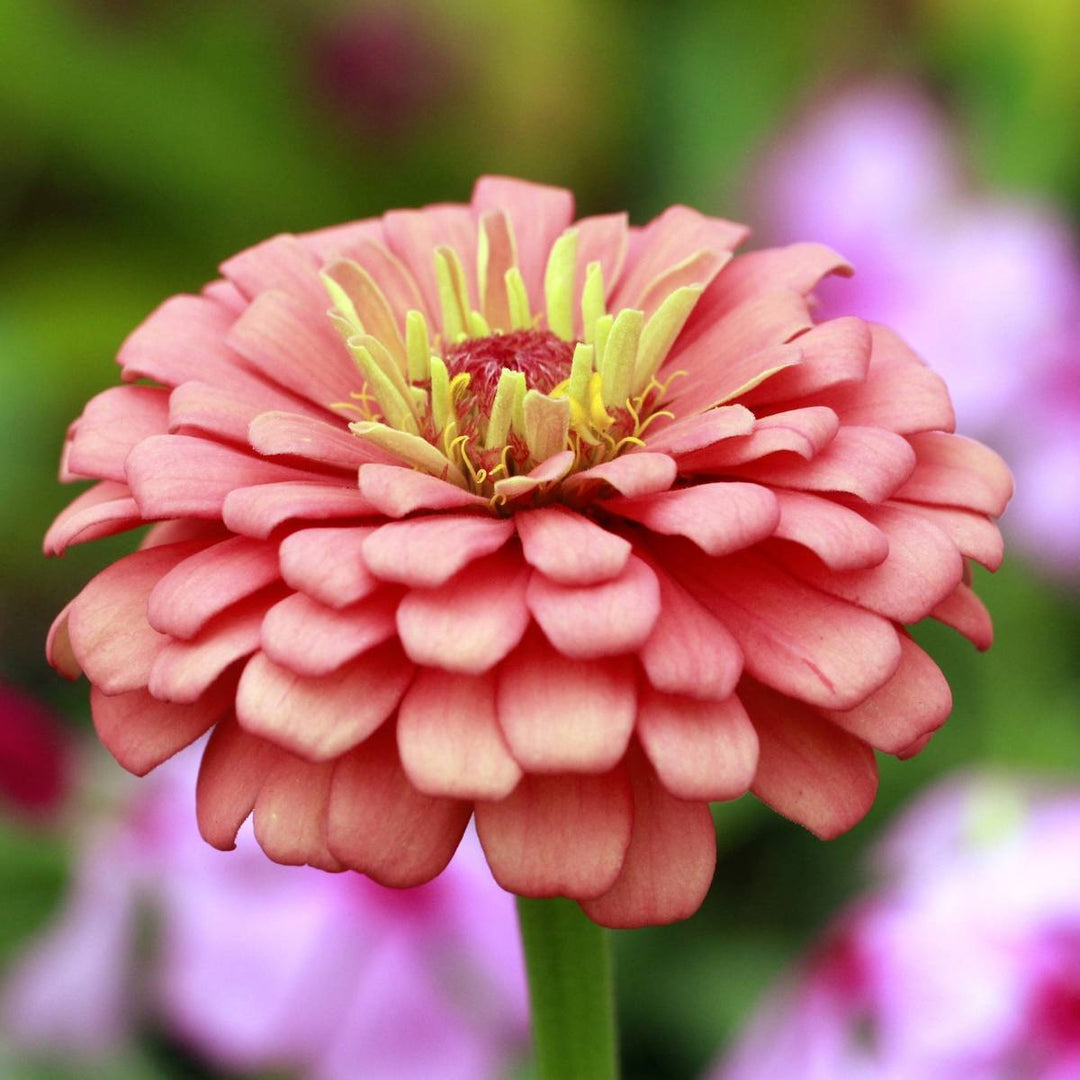 Zinnia Salmon Queen Flower Seeds for Planting – Cut Flower Favorite, Heirloom & Non-GMO for Home Garden
