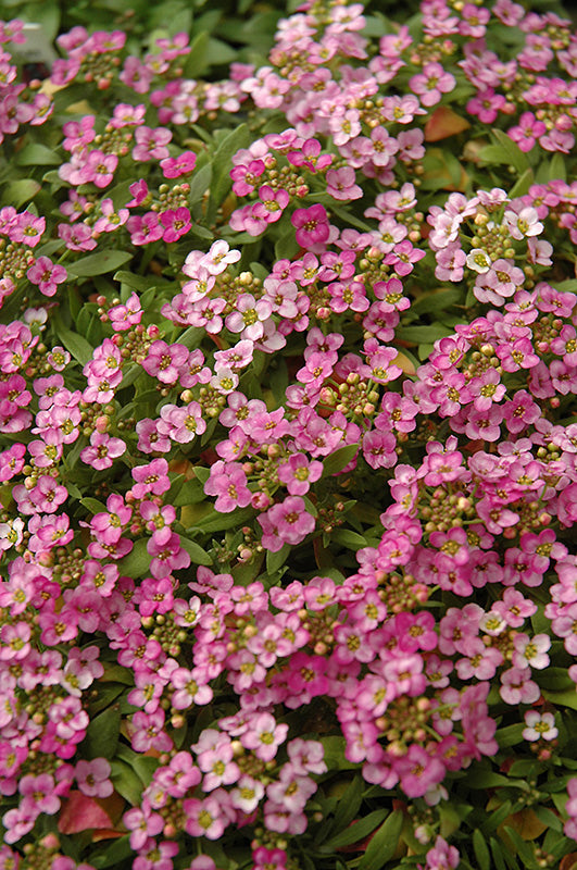 Pink Lobularia Flower Seeds for Planting – Fragrant Heirloom Non-GMO Seeds for Home Garden