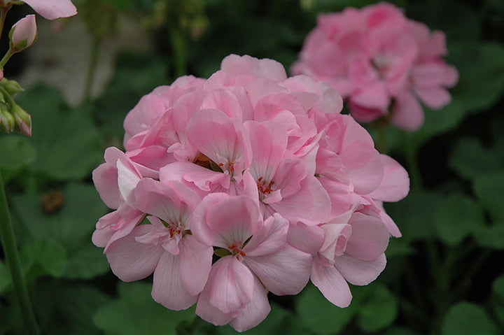 Light Pink Geranium Flores Flower Seeds for Planting – Heirloom, Non-GMO, Easy to Grow, High Germination