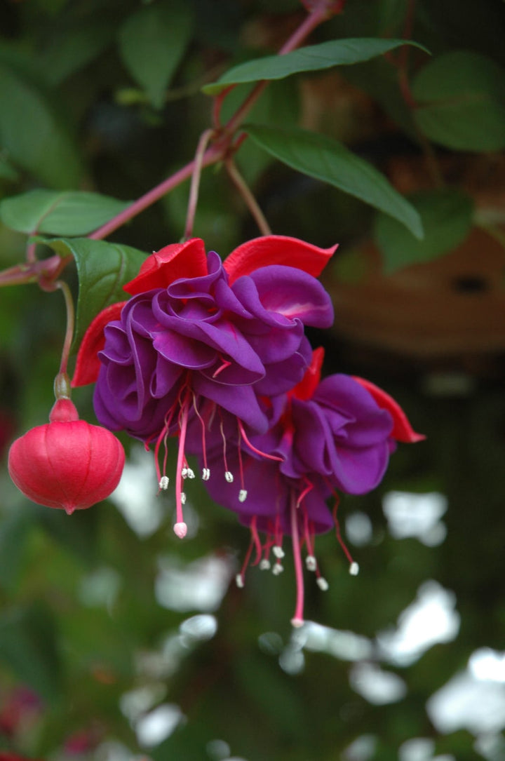 Purple Red Double Petals Fuchsia Seeds for Planting | Heirloom Non-GMO High Germination