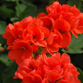 Orange Red Geranium Flower Seeds for Planting – Heirloom, Non-GMO, High Germination Organic Garden Seeds