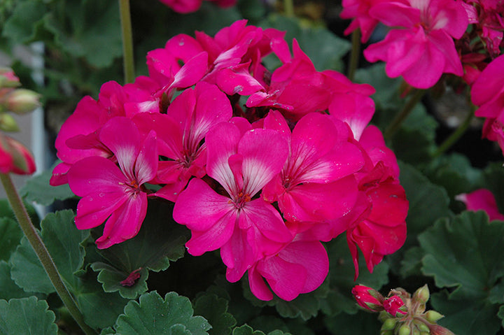 Dark Pink Geranium Pelargonium Flower Seeds for Planting – Heirloom, Non-GMO, Shade Tolerant, High Germination