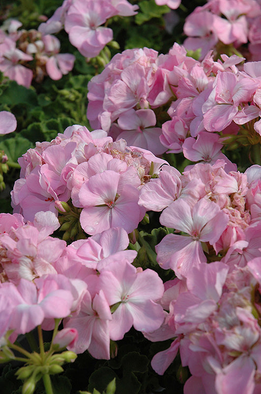 Soft Pink Pelargonium Flower Seeds for Planting – Heirloom, Non-GMO, High Germination