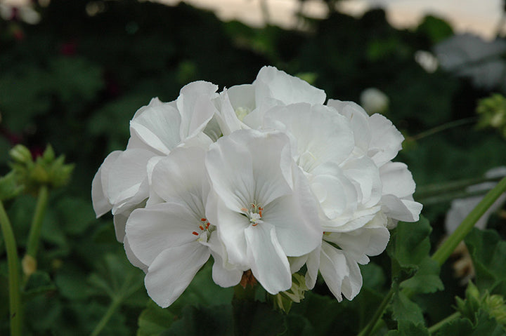 White Geranium Pelargonium Seeds for Planting – Heirloom, Non-GMO, Drought-Tolerant Organic Garden Seeds
