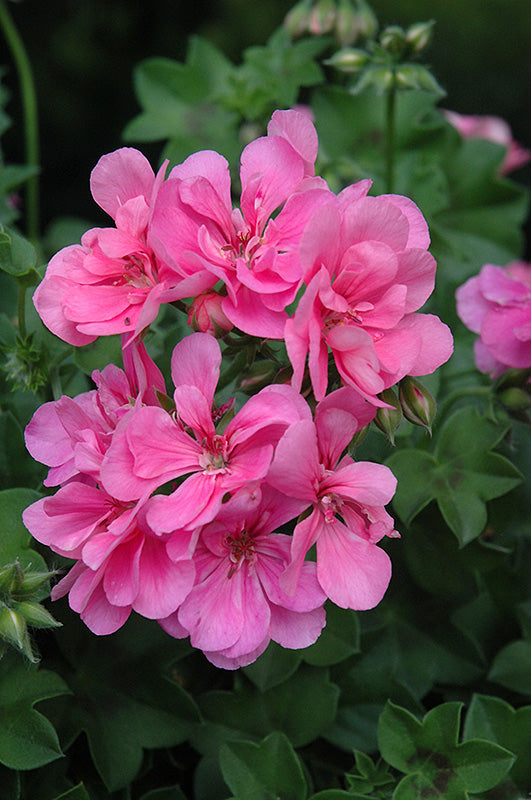 Pink Pelargonium Peltatum Flower Seeds for Planting – Heirloom, Non-GMO, High Germination Organic Garden Seeds