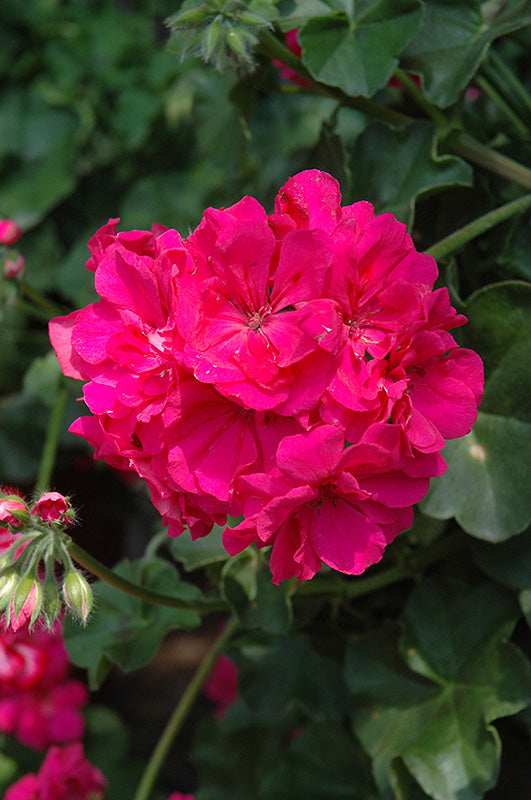 Rose Pelargonium Peltatum Seeds for Planting – Heirloom, Non-GMO, High Germination Organic Garden Seeds