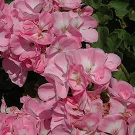 Light Pink Geranium Flores Flower Seeds for Planting – Heirloom, Non-GMO, Easy to Grow, High Germination