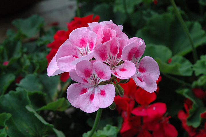 Geranium Baby Pink Flower Seeds for Planting 100 pcs - Pollinator Friendly, Heirloom & GMO Free Seeds for Home Garden
