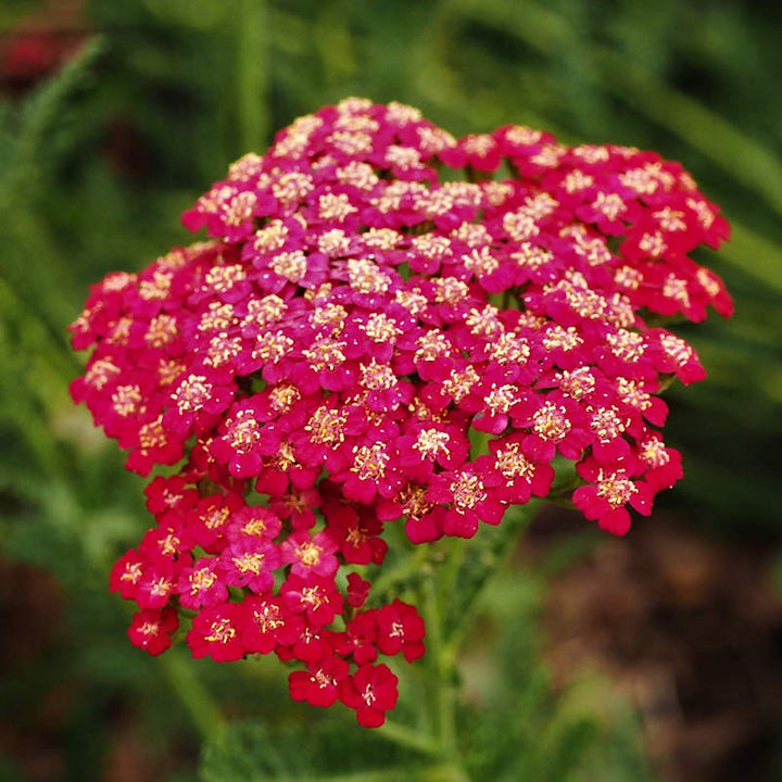 Yarrow Flower Seeds for Planting – Heirloom Non-GMO Wildflower Mix Garden Seeds