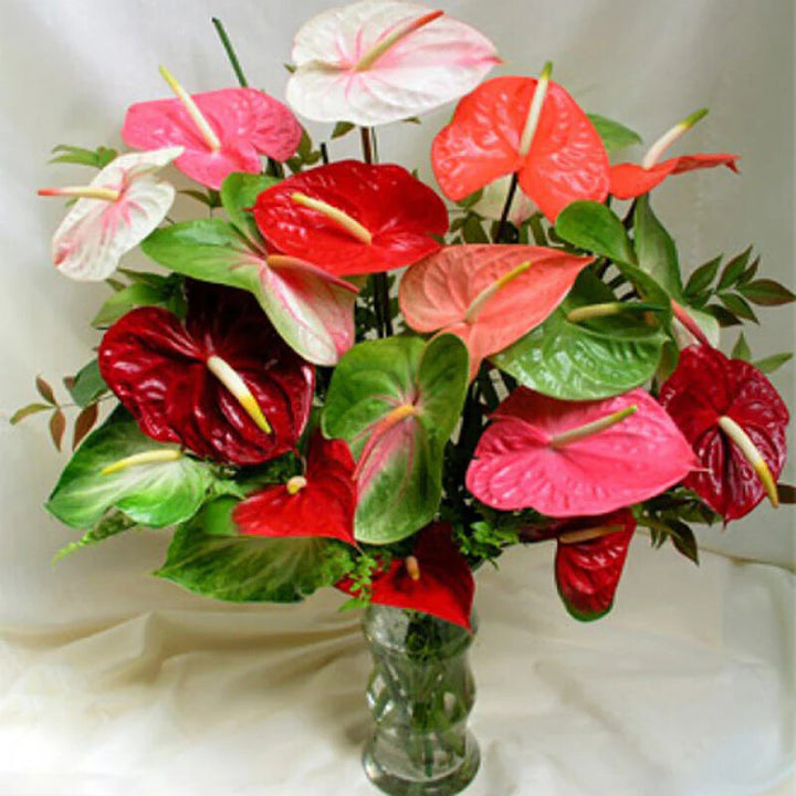 Anthurium Multi-Color Flower Seeds for Planting – Heirloom Non-GMO, High Germination Organic Garden Seeds